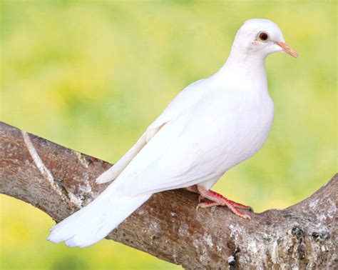 Colombe Blanche Elevage Tourterelle Zooastro