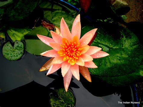 Washing pet bedding in hot water will eliminate eggs, larvae and pupae and repeated, thorough vacuuming of rugs, furniture, cushions, beds and baseboards will remove some eggs and larvae. Indoor Plants/ House Plants/ Ornamental Plants: Water Lily ...