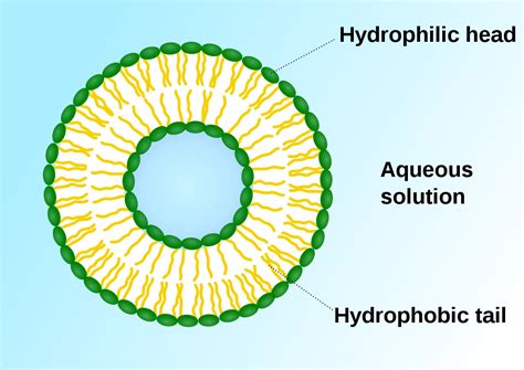 Animal cell culture can define as the type of cell culture where the cell grows and multiplies either in a solid or liquid medium as a cell monolayer or cell suspension respectively to produce the primary cells. Vesicle (biology and chemistry) - Wikipedia