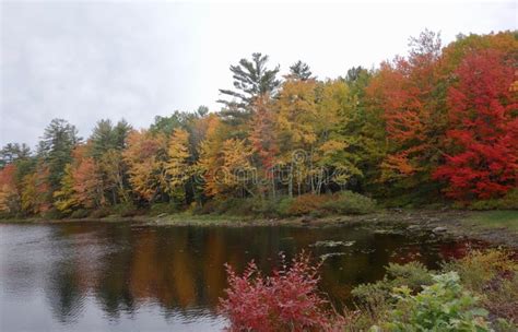 Maine Lake In Autumn Closeup Stock Image Image Of Flora Autumnal