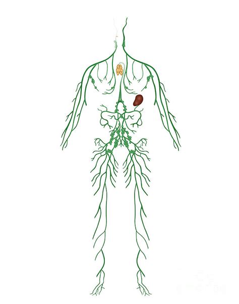 Lymphatic System Illustration Photograph By Gwen Shockey Pixels