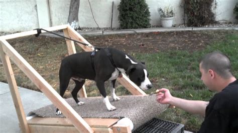 Check spelling or type a new query. Pitbull JAX home made treadmill - YouTube