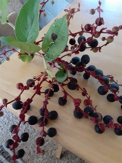 Does Anyone Know What Type Of Berries These Are Live On