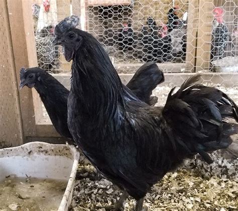 Ayam Cemani Hatching Eggs Cackle Hatchery