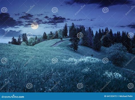 Few Trees On Hillside Meadow At Night Stock Photo Image Of Star