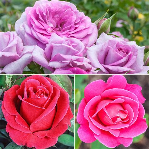 These are highly recommended for landscapes. Easy to Love Landscape Rose Collection-3 Plants | Breck's