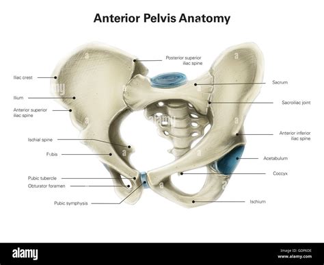 4 Tipos De Pelvis