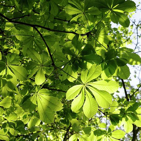 Horse Chestnut Leaves By Jeffoto