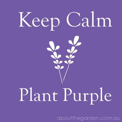 There are so many stunning australian native flowers to choose from. Three Hardy Winter Cold Season Purple Flowers for ...