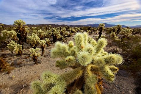 40 classic day hikes of joshua tree national park. Cholla Cactus Garden - Joshua Tree National Park | Cactus ...