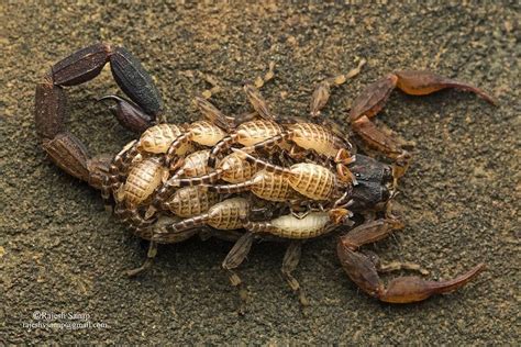 A Scorpion Carrying Her Newborns On Her Back Inside Aarey Forest In