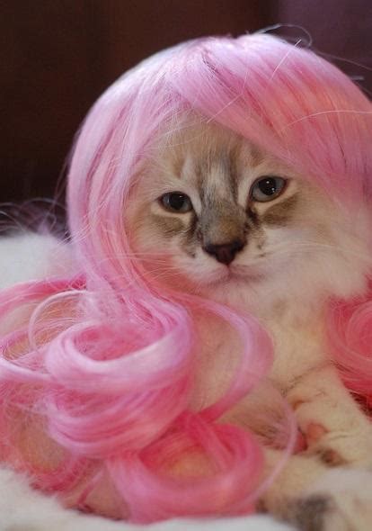 Top 10 Funny Images Of Cats Wearing Wigs