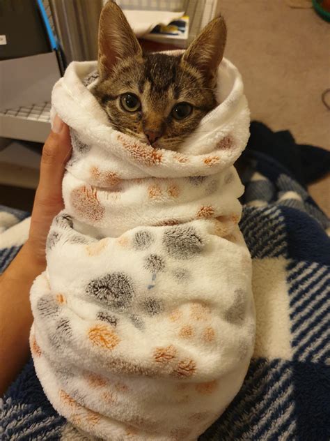 Cat Burrito Status Unlocked Illegallysmolcats