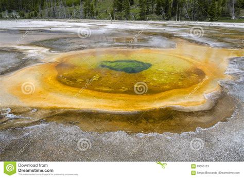 Geyser In Yellowstone Stock Image Image Of Trees Water 89055113