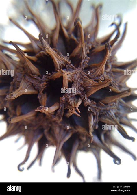 Spikey Seed Pod From A American Sweetgum Tree Stock Photo Alamy