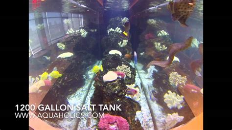 1200 Gallon Salt Water Aquarium By Aquaholics Aquarium Services Youtube