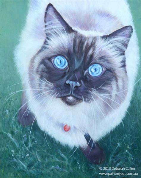 Puppy Ragdoll Cat Painting Paintmypet By Deborah Cullen