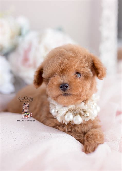 South Florida Toy Poodle Breeder Teacup Puppies And Boutique