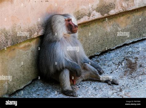 Lazy Monkey Sitting Down At Paignton Zoo Stock Photo Alamy