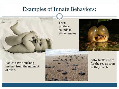 Ppt Animal Behavior Powerpoint Presentation Free Download Id1824730