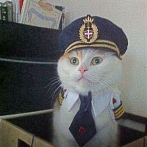Captain Cat Memes Humor Funny Animal Memes Funny Cat Videos Funny