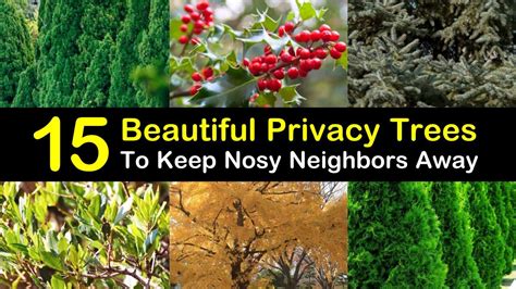 Trees can substantially reduce your winter heating and summer cooling bills. 15 Beautiful Privacy Trees to Keep Nosy Neighbors Away