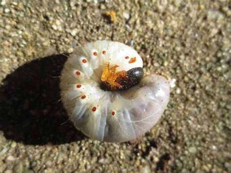 Whole process once it is hatched from egg. Maryland Biodiversity Project - Rhinoceros Beetle ...
