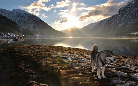 Adult White And Brown Siberian Husky Mountains Dog Landscape