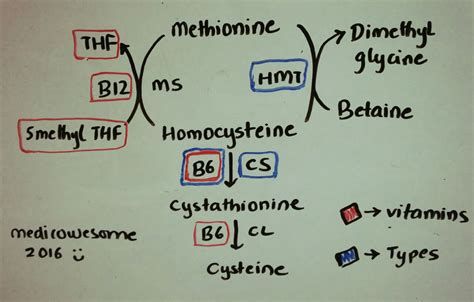 Understanding vitamin d metabolism & function. Medicowesome: Homocysteine metabolism notes for USMLE