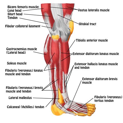 Leg Muscle Diagram Side View