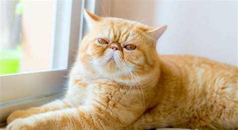 5 Things to Know About Exotic Shorthairs - Petful