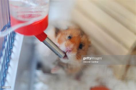 Thirsty Hamster High Res Stock Photo Getty Images