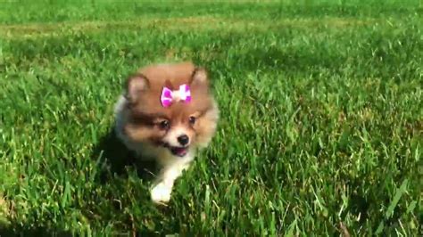 Micro teacup pomeranian puppies available. Roo, Teacup Pomeranian Puppies for Sale in NC - YouTube