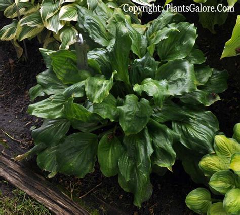 Hosta Lakeside Looking Glass From The Hosta Helper Presented By