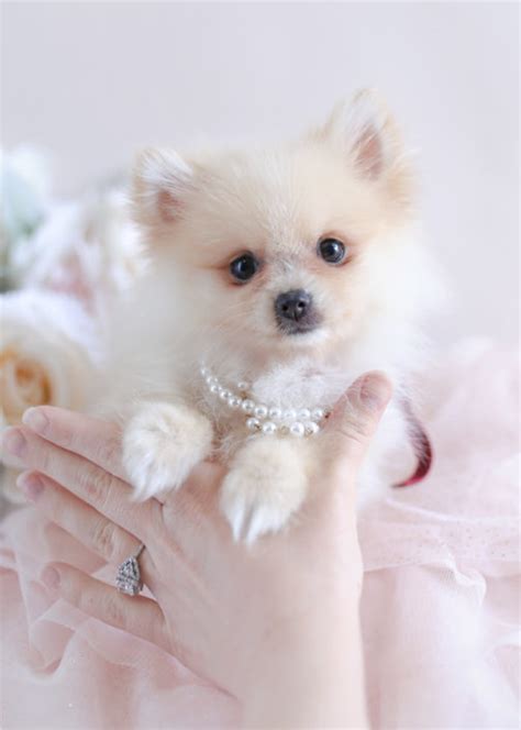 They are a classy designer dog, a posh dog. Tiny Teacup Pomeranian Puppies | Teacups, Puppies & Boutique