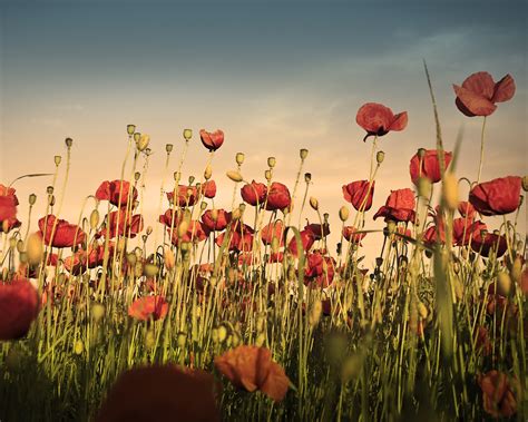 42 Wallpaper With Poppies