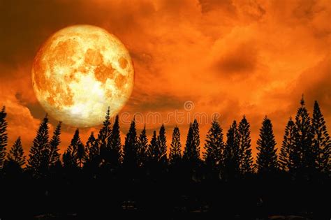 Full Blood Moon Back Silhouette High Pine In Dark Red Orange Night Sky