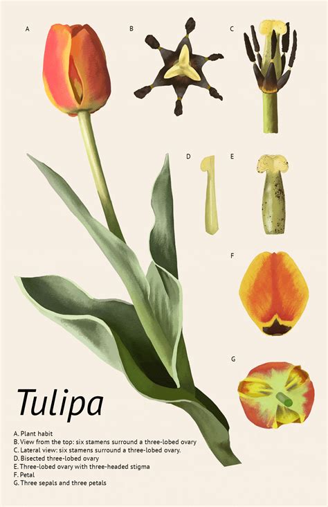 Tulip Dissection Illustrating Nature