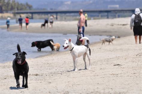 Dog Beach Ocean Beach San Diego Ca
