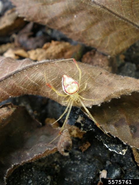Cobweb Spiders Genus Spintharus
