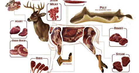 Meat Cutting Chart For Deer