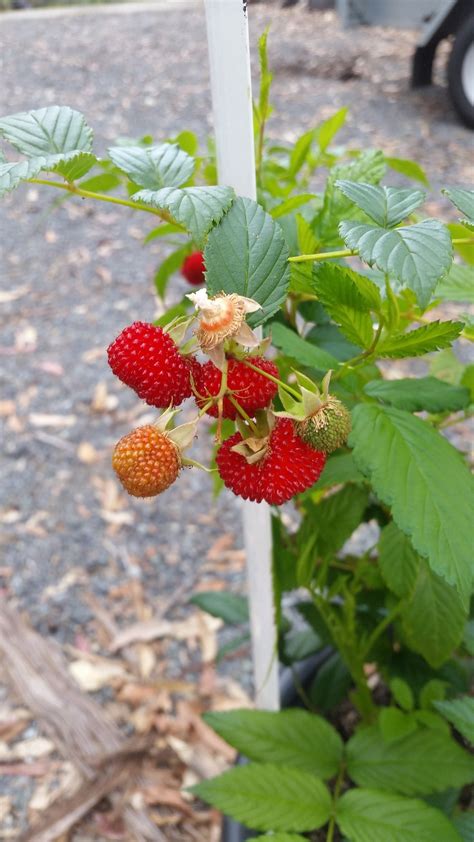 Large Fruited Native Raspberry Rubus Probus Living Off The Edge