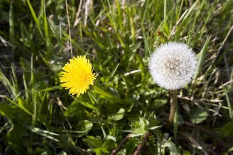 Warm weather coupled with poor central texas soil give weeds way more ground than we prefer at emerald. In San Antonio, Common Weeds are Abundant | ABC Blog