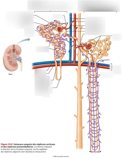 Us Types Of Nephrons Diagram Quizlet Hot Sex Picture