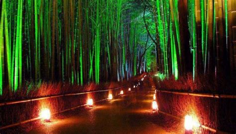 Sagano Bamboo Forest Japan Charismatic Planet