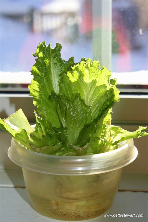 How To Regrow Romaine Lettuce From The Stem