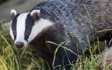 Angry Badger Puts Hotel Into Lockdown Rnz News
