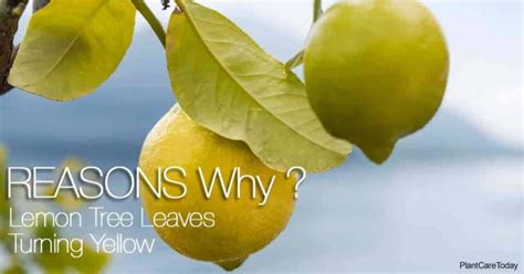 Check spelling or type a new query. Lemon Tree Leaves Turning Yellow - Reasons Why? in 2020 ...