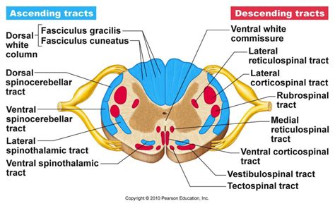 Spinal Cord Cross Section Diagram