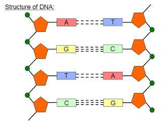 The difference is that rna backbone contains the sugar ribose, while dna backbone contains the sugar deoxyribose. Colten's Blog: DNA structure